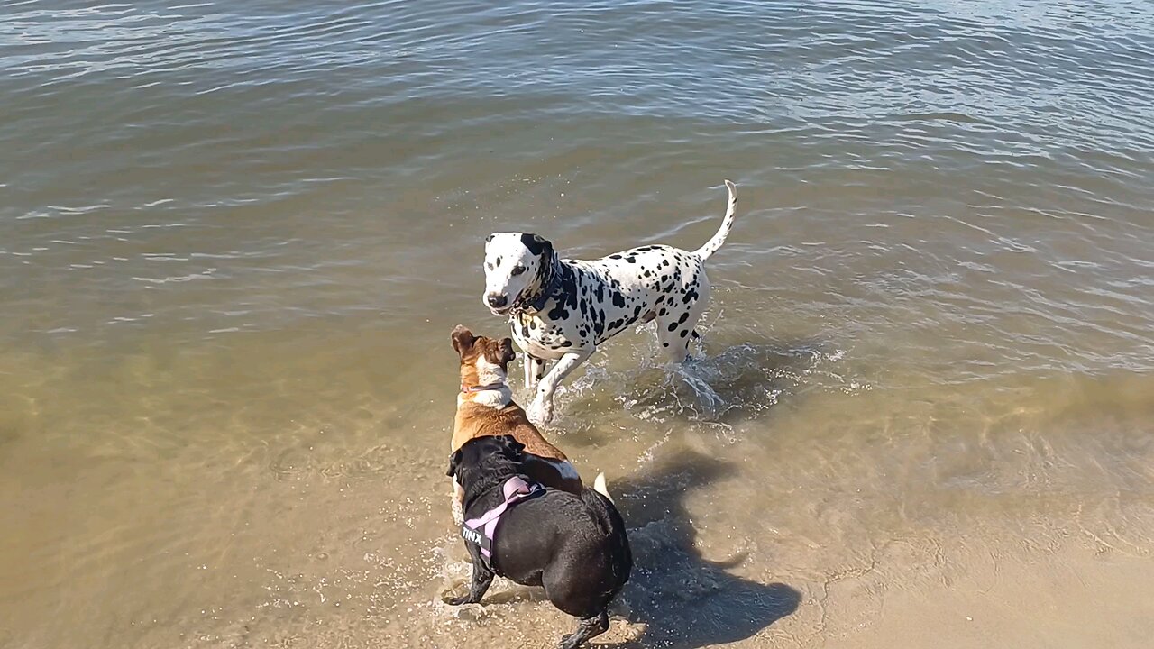 Gold Coast dog beach