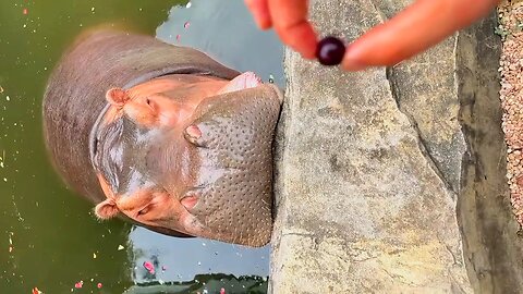 Cute Hippo Fruit Party🦛🍇🤤