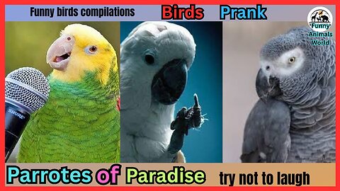 Funny birds compilation - Parrots