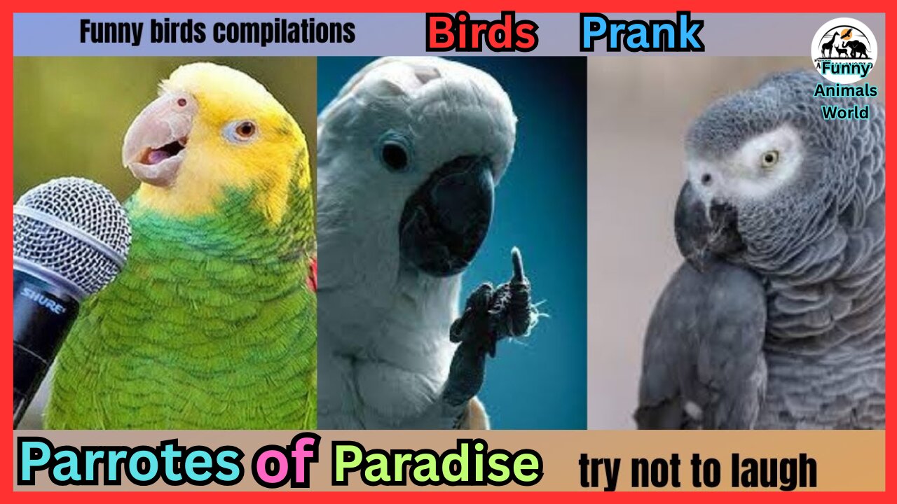 Funny birds compilation - Parrots