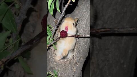 Little rabbit eating bayberry, cute pet rabbit, cute little pastoral pet