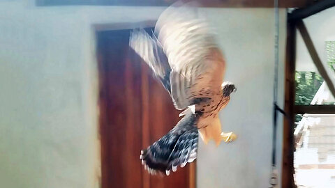 Falcon Breaks Into Chicken Coop – Caught Red-Handed!
