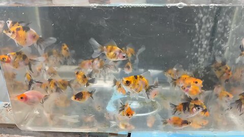 English Veiltail goldfish video