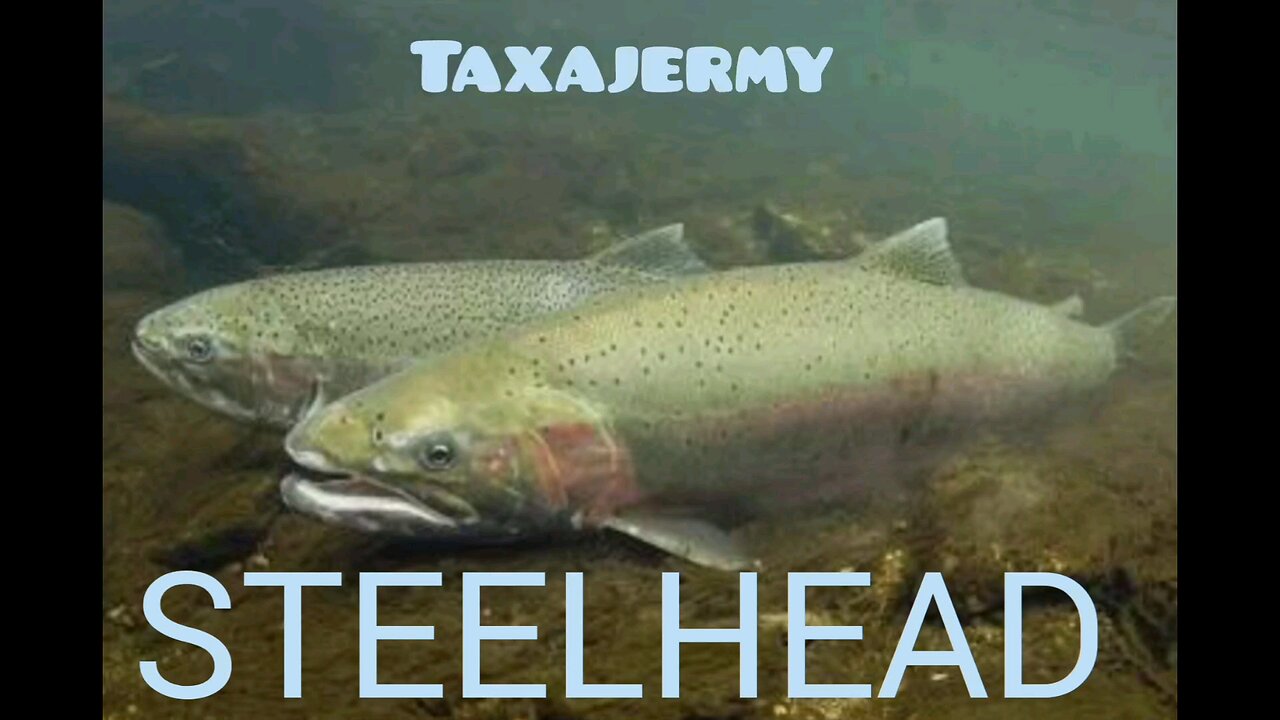 STEELHEAD