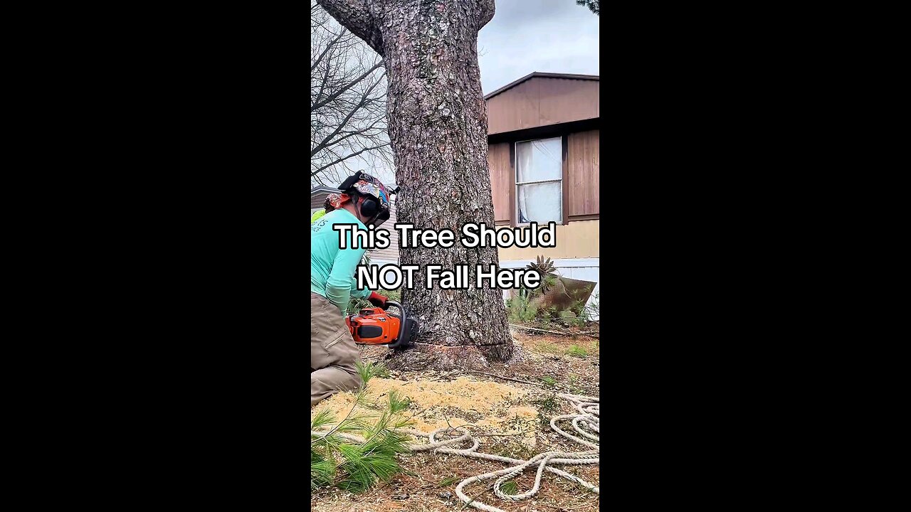 This Tree Should NOT Fall Here… But Watch What Happens!