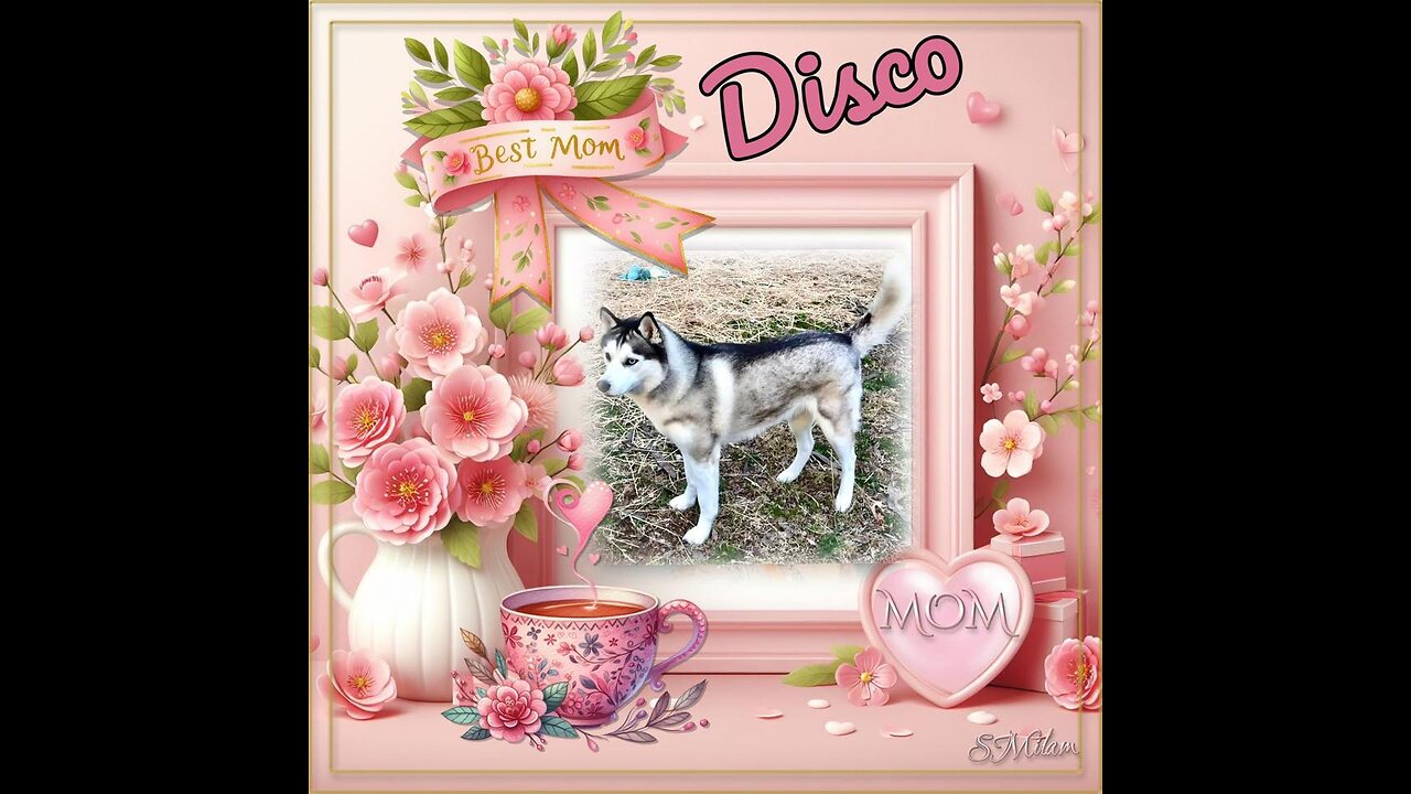 My Husky, My Best Friend - Mother's Day 2025