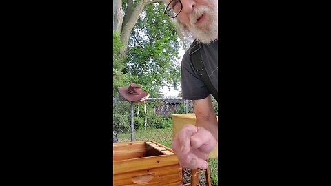 🐝2nd Bee Swarm set 2 Hive 🐝👍🐝2nd Bee Swarm set 2 Hive