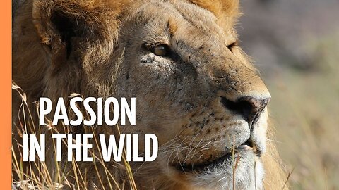 How Wild Things Woo: Love, Lust, and Legacy in Nature | Full Documentary