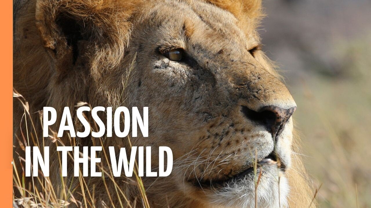 How Wild Things Woo: Love, Lust, and Legacy in Nature | Full Documentary