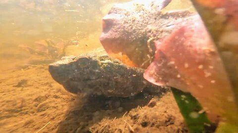 Snapping Turtle