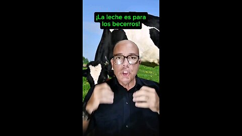La leche es para Los becerros