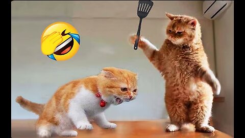 Funniest Animals 2023 😂 New Funny Cats and Dogs Videos 😻🐶