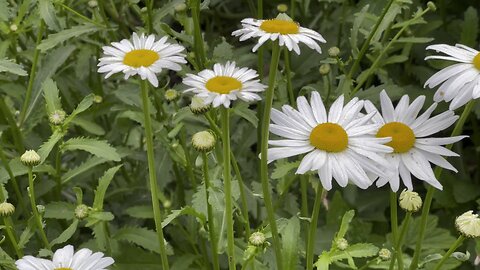 Chamomile