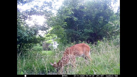 Deer Cam 07-11-2025 Doe And Fawn. Game Cam Trail Cam
