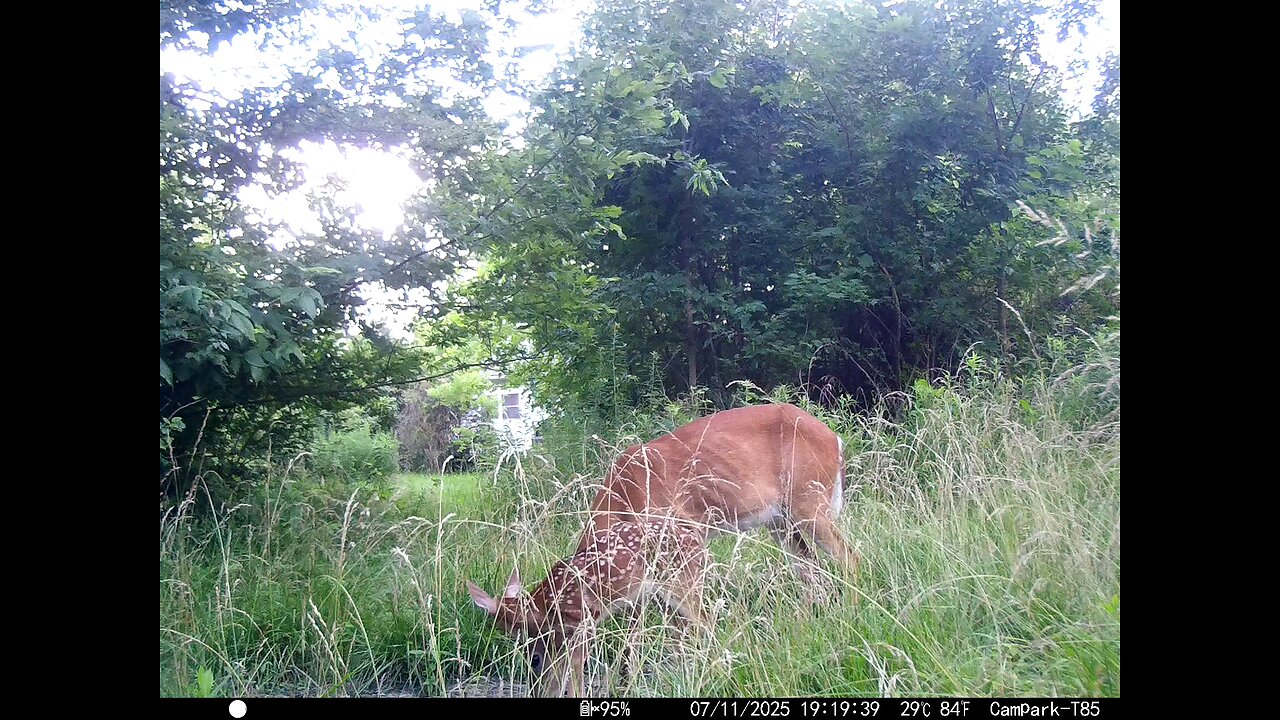 Deer Cam 07-11-2025 Doe And Fawn. Game Cam Trail Cam