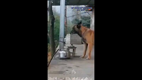 Loyalty of dogs