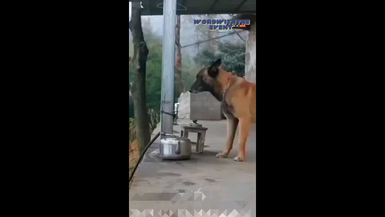 Loyalty of dogs
