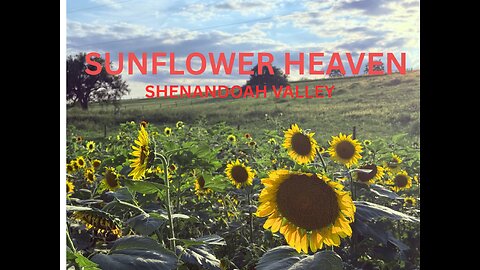 A Hidden Sunflower Gem in Virginia 🌻 Sunny Slope Farm Adventure & Tour |August Beauty