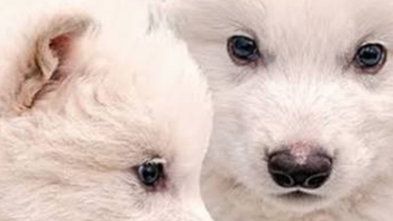Bringing animals,back from extinction??