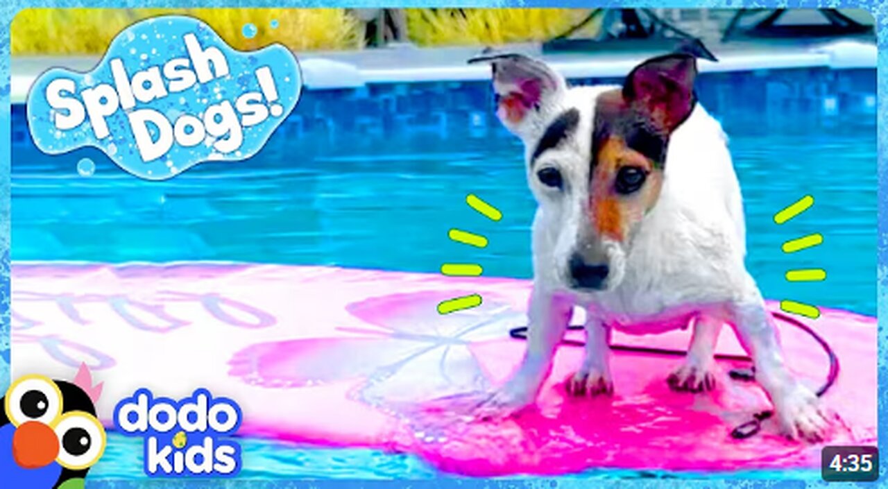 Little Dog Dreams Of Swimming In The Big Ocean | Dodo Kids | Splash Dogs