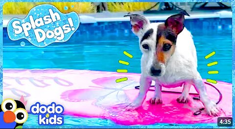 Little Dog Dreams Of Swimming In The Big Ocean | Dodo Kids | Splash Dogs
