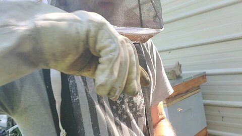 🐝Feeding da Bees 🐝