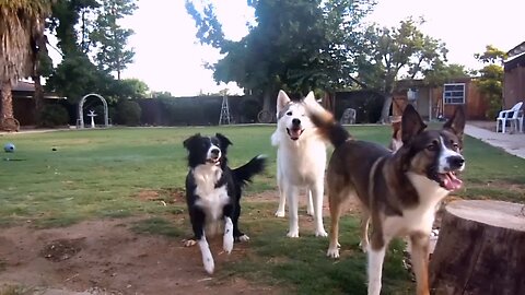 "Happy Dogs Playing in the Park | Fun Moments with Adorable Puppies"
