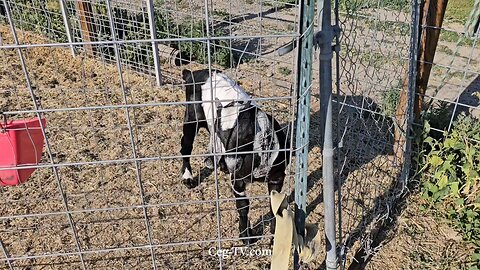 Graham Family Farm: 6:00 PM June 5 2025