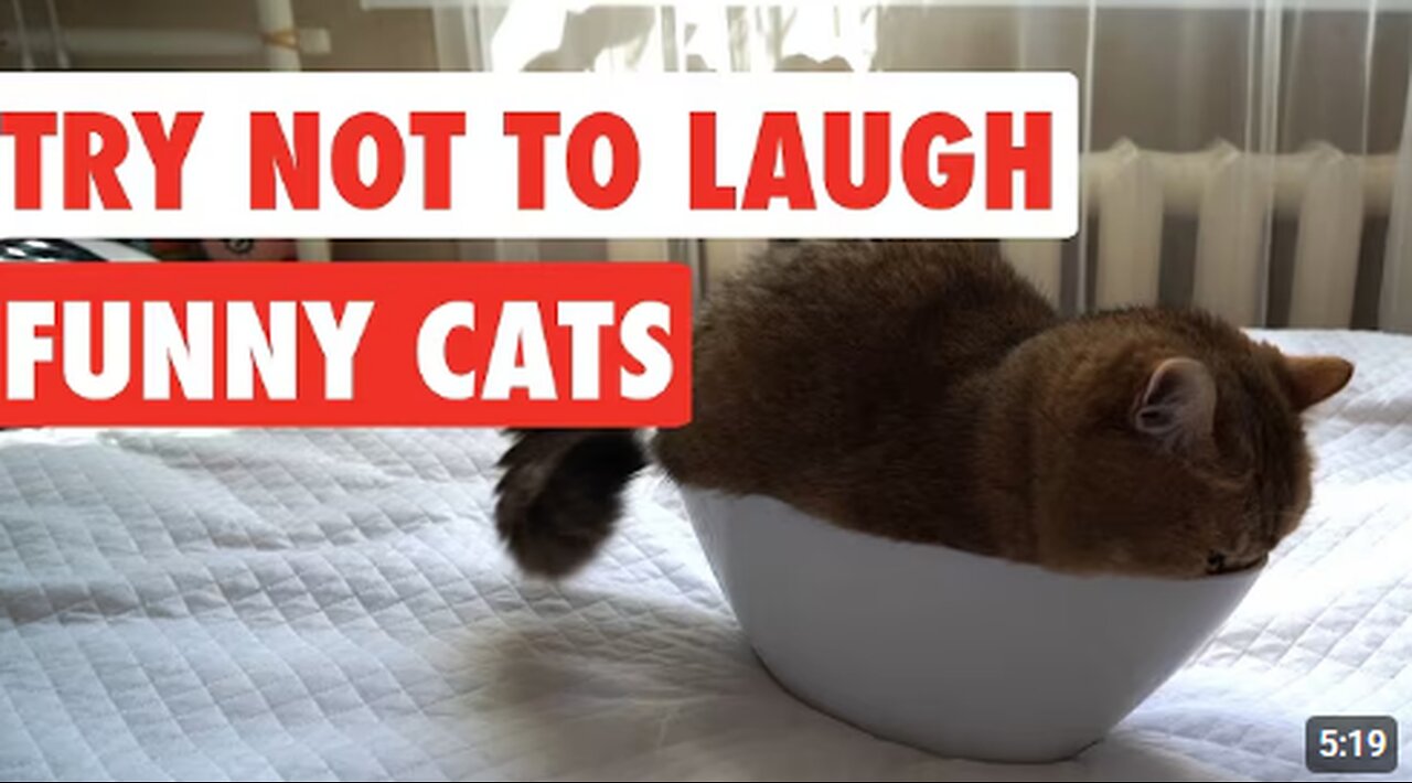 Try Not To Laugh | Funny Cat Video Compilation------