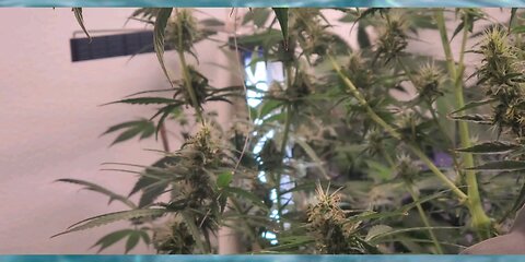 Hydroponic cannabis