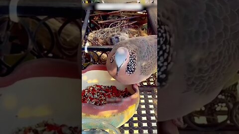 The bird settled outside the girls window and she made a real home for her