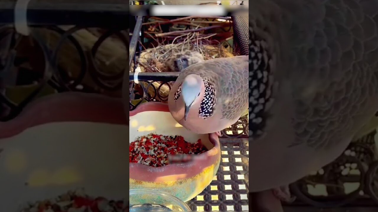 The bird settled outside the girls window and she made a real home for her