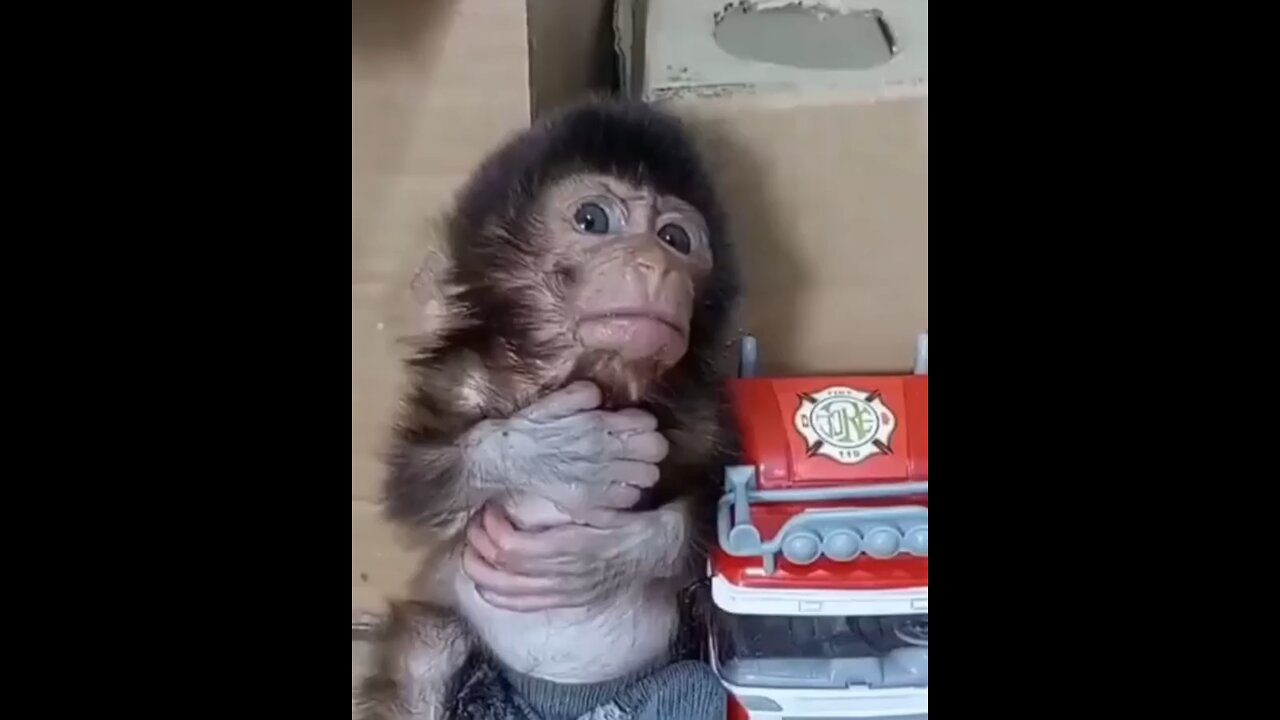 The baby monkey was sulking and refused to eat, so the mother had to feed him.