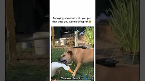 Funny animals 2024😂- Funniest Cats and Dogs Video😹🐶 #42