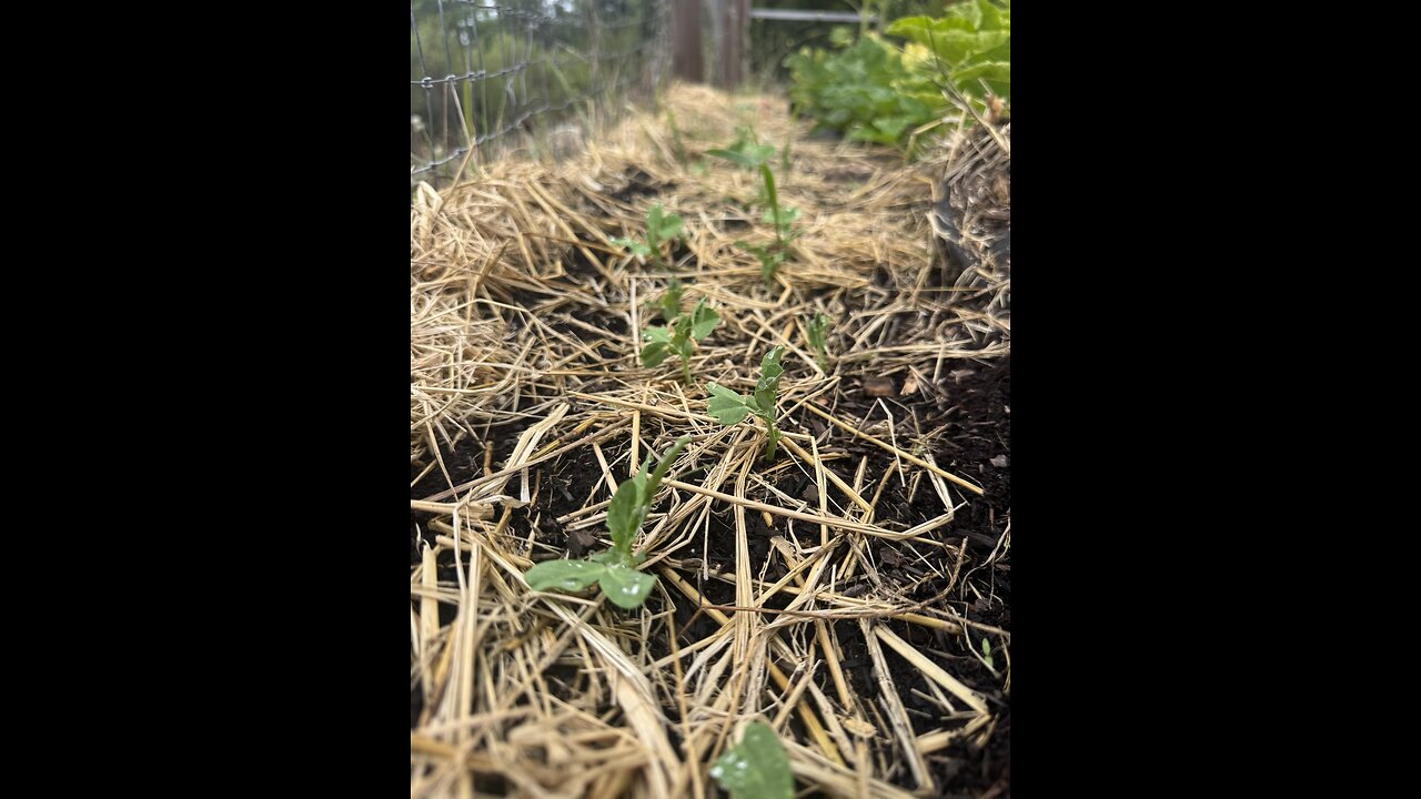 Back to basics; Gardening/Granges/Church/Drugs/Assemble