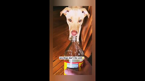 dog didn't like the taste