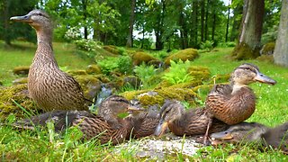 Mallard Duck Mother Hen and the 5 Ducklings