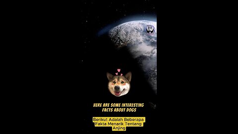 Amazing Facts About Dogs – Man’s Best Friend Explained