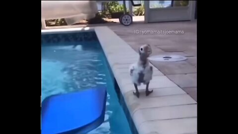 smart 🤓 parrot