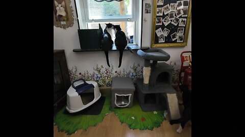 Visiting Lady Dinah's Cat Emporium 🐾 | London's First & Cutest Cat Café Experience!"#LondonCatCafe