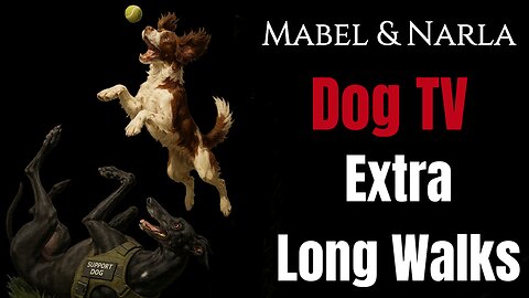Dog TV: Mabel & Narla | Extra Long Walks Greyhound & Springer Spaniel Playing | TV For Lonely Dogs