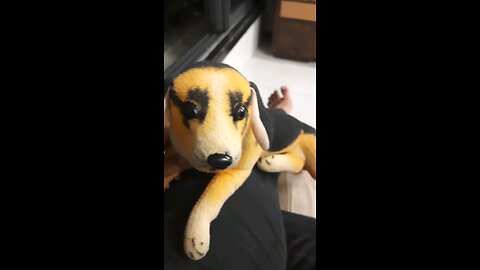 cute toy dog