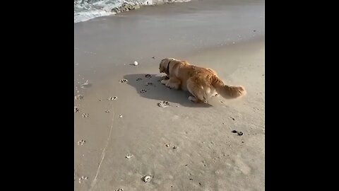 animal funny video 🤣🤣🤣 🐶 dogs