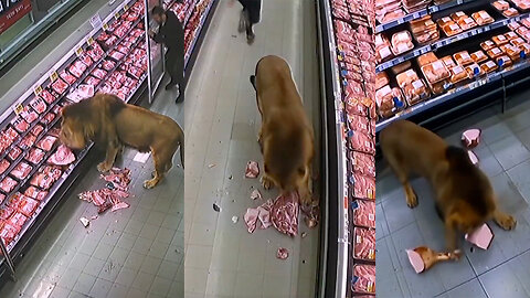 WILD LION STORMS INTO GROCERY STORE IN SOUTH AFRICA.