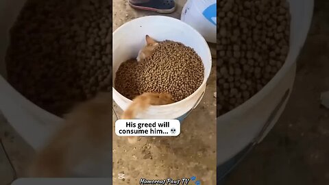 The Funniest Animal Expressions Ever!