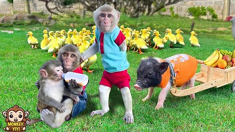 Very touching moments of monkey YiYi busy taking care of friends