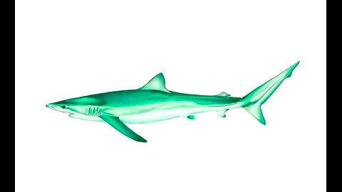 Green Shark
