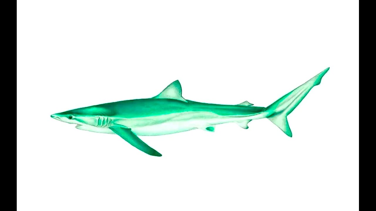 Green Shark