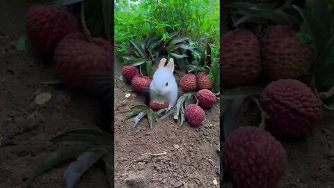 Little rabbit eats a big lychee to be cute. Rabbit is a cute little pastoral pet.