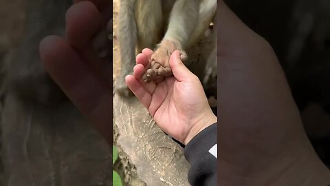 Funny monkey